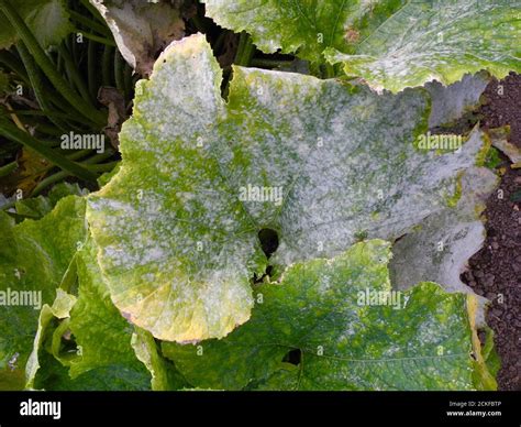 This Image Shows The Advanced Stage Of Powdery Mildew Affecting The