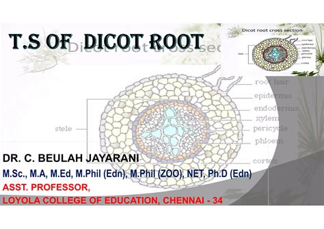 T.s. dicot root | PPT