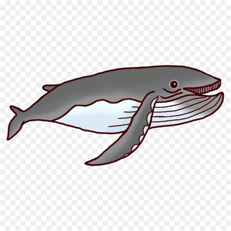 Boto Dolphin Peixe Png Transparente Gr Tis