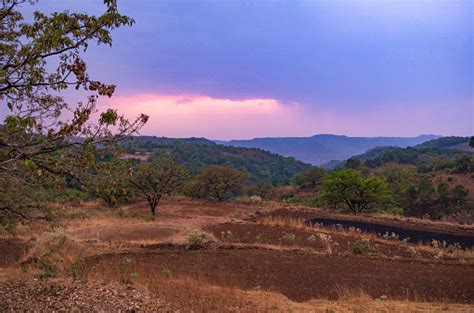 evergreen tropical rainforests  maharashtra india stock photo