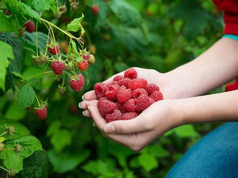 Grow And Harvest Raspberries How To Plant Grow And Harvest Raspberries The Complete Guide 2024