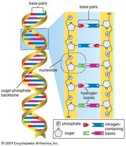 Human genome | Britannica.com