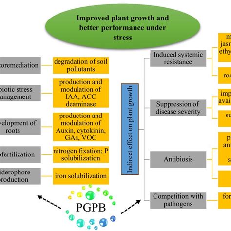 PDF Plant Growth Promoting Bacteria Role In Soil Improvement