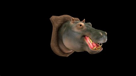 D Model Hippopotamus Hippo Head Pbr Textured Vr Ar Low