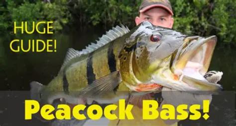 How To Catch Peacock Bass Huge Fishing Guide