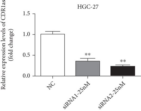 CDR1as Knockdown Promotes Migration And Invasion Of GC Cells A B