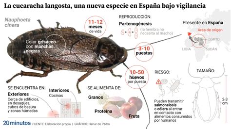 Así es la cucaracha langosta la especie africana detectada en Asturias