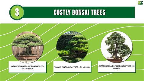 The Most Expensive Bonsai Tree Ever Sold Probably Cost More Than Your