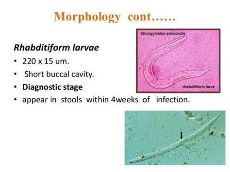 Strongyloides Stercoralis Egg Morphology