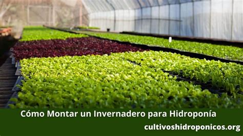 Guías Cultivos Hidropónicos