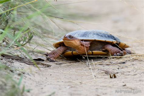 Cann’s long-necked turtle – AHP Wild