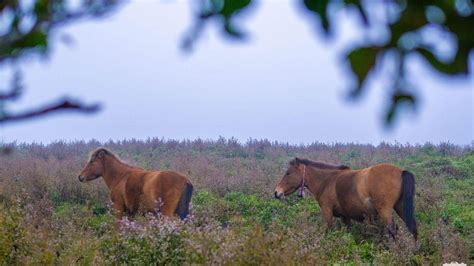 Yen Bai Tourism: The "Clouds Riding, Wind Hunting" Experience | Vietnam ...