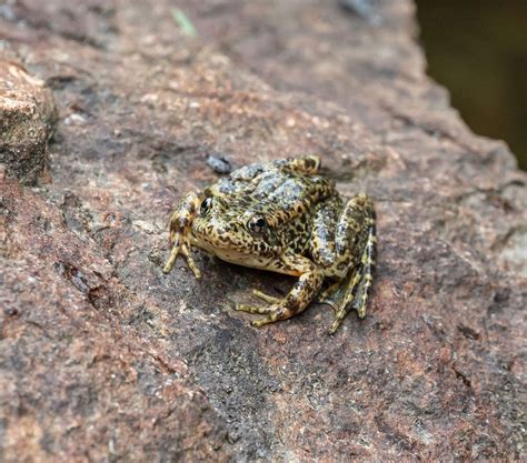 Endangered Frogs Reared At Sf Zoo Return To Plumas National Forest