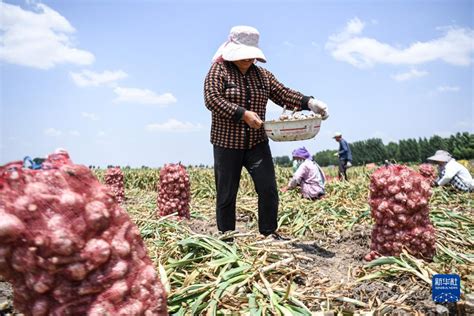 河南中牟大蒜丰收忙 新华网