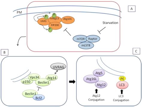 Molecular Mechanism Of Autophagosome Formation In Mammalian Autophagy