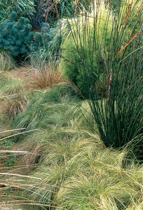 Ground Cover Of Carex Frosty Curls Below Chondropetalum Tectorum