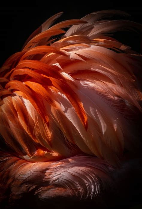 Flamingo Feathers | Imagery