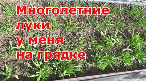 Какие многолетние луки выращиваю в огороде. Слизун, шнитт, многоярусный ...