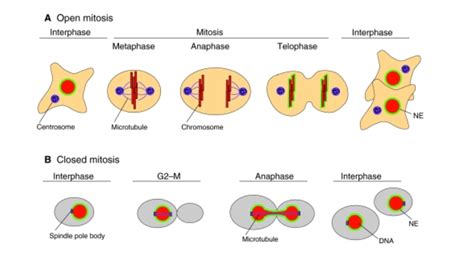 Nuclear Envelope Mitosis