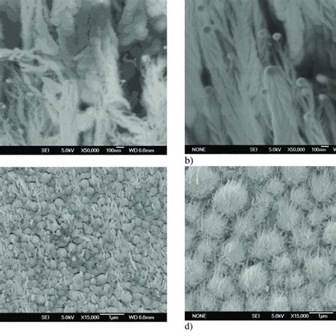 Sem Image Of Silicon Oxide Nanostructures Synthesized On Indium