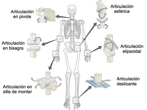 Cuales Son Las Articulaciones Del Cuerpo Humano Y Sus Funciones