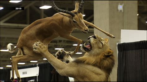 Controversy surrounds Dallas Safari Club convention | FOX 4 Dallas-Fort Worth