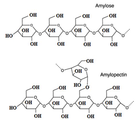 The difference between amylose and amylopectin is