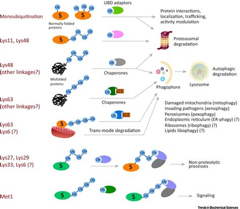 The Ubiquitin Code In The Ubiquitin Proteasome System And Autophagy