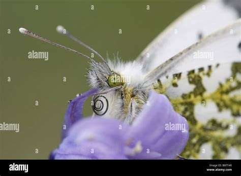 Female orange tip butterfly hi-res stock photography and images - Alamy