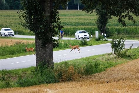 Three Minnesota Motorcyclists Injured In Separate Crashes With Deer