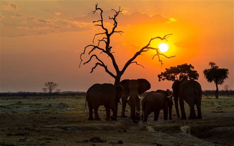 Download wallpapers elephants, evening, sunset, elephant family ...