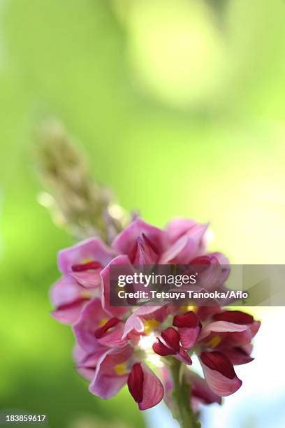 96 Kudzu Plant Stock Photos, High-Res Pictures, and Images - Getty Images