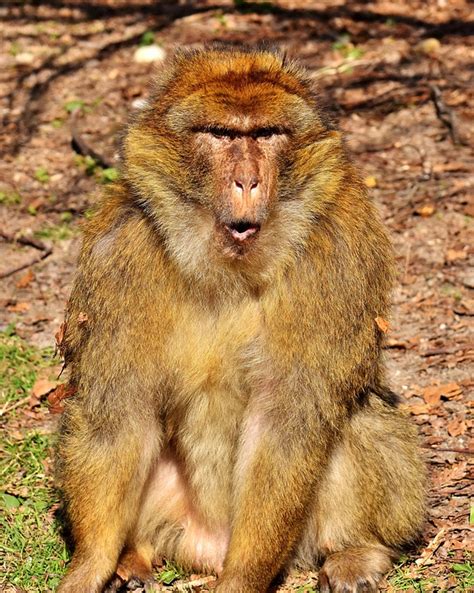 Barbary Macaque Threatend Species Free Photo On Pixabay Pixabay