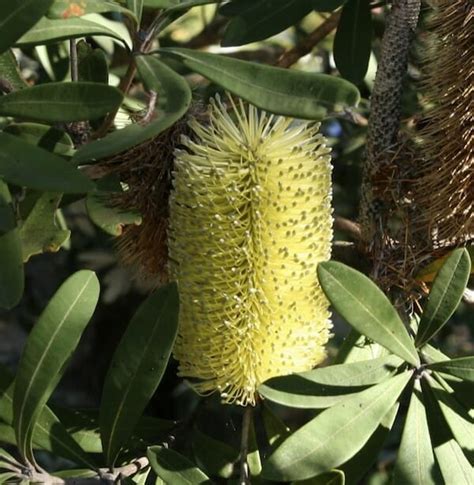 Banksia Sentinel Hello Hello Plants And Garden Supplies