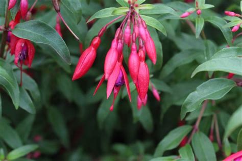 Kostenloser Versand Fuchsia Magellanica Bernisser Hardy Lubera Ch