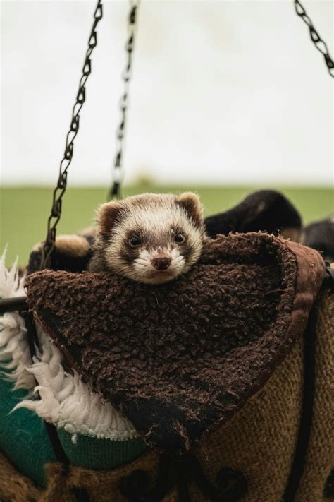 Ferret Pictures | Download Free Images on Unsplash