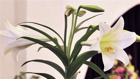 The Meaning of Easter Lilies and Other Seasonal Plants - Alsip Home ...