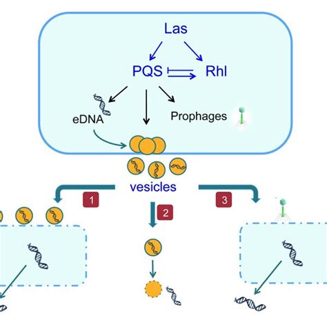 | Biofilm formation in Pseudomonas aeruginosa. (1) Non-motile cells ...