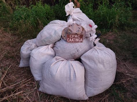 Carga de maconha avaliada em R 150 mil é apreendida em fazenda