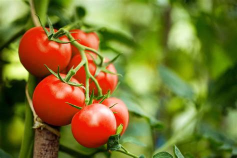 Top 5 Tips To Growing The Best Tomatoes Jeffries