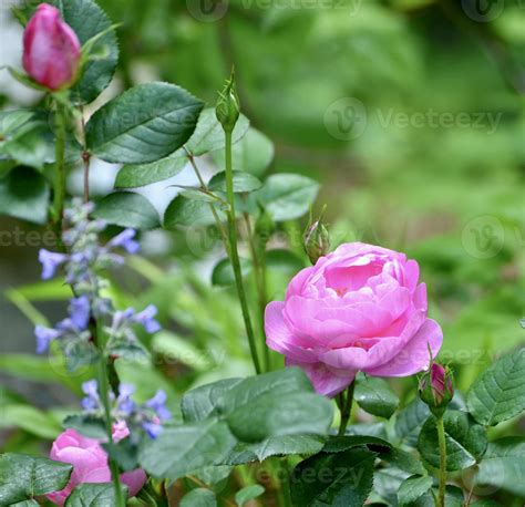 'Skylark' rose and catmint in a garden 21508960 Stock Photo at Vecteezy
