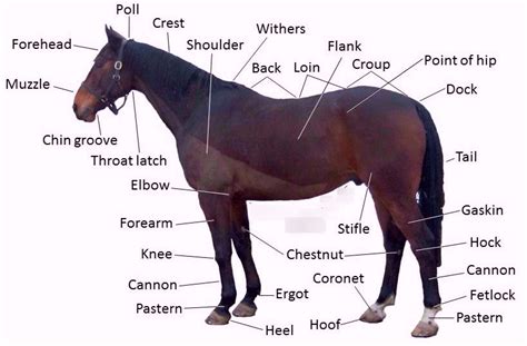 Ch.4 Veterinary Medicine Diagram | Quizlet