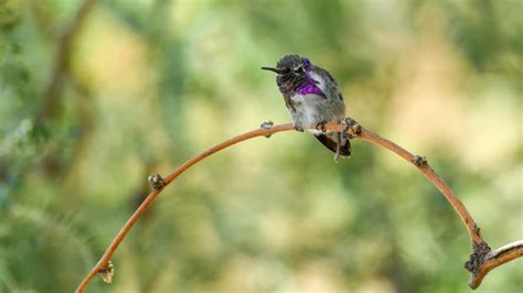 Meet The Costa’s Hummingbird (Photos & Facts)