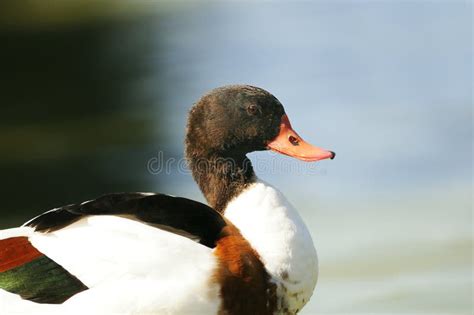 Canard sauvage photo stock. Image du sauvage, montez - 17519534