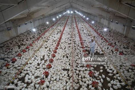 Chicken Plant Worker Photos And Premium High Res Pictures Getty Images