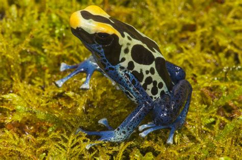 Dendrobates tinctorius - Frogs & Co