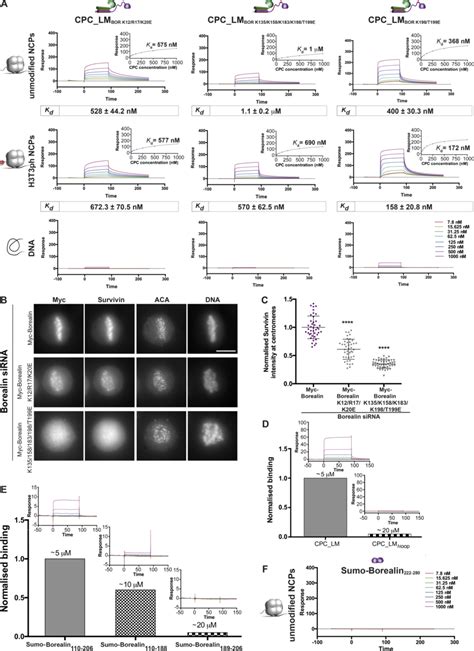 Borealin Mediated Chromosome Association Of The Cpc Is An Upstream