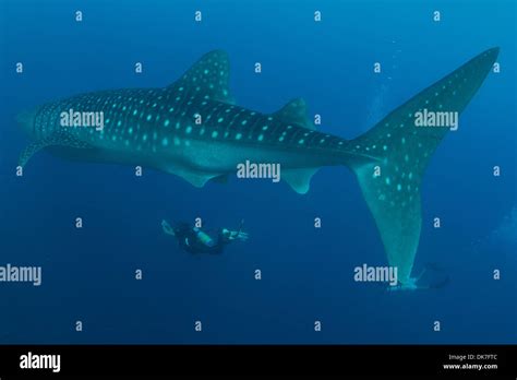diving   whale shark stock photo alamy