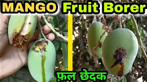 Mango Fruit Borer 🐛आम के फ़लों को छेदनेवाला फ़ल छेद़क कीट Fruit Borer