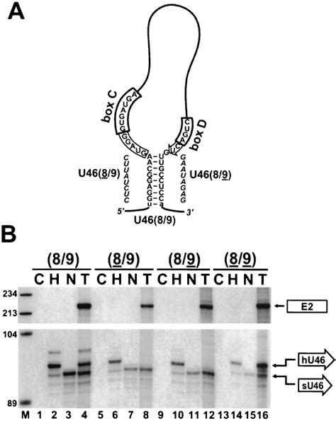 Processing Of U46 Snorna With Altered External Stems A Proposed